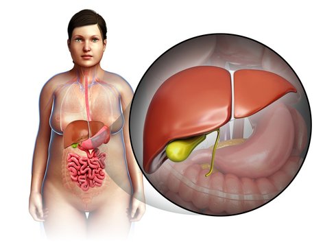 Female liver anatomy, illustration