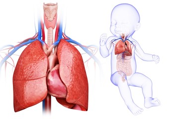 Baby's heart and lungs, illustration