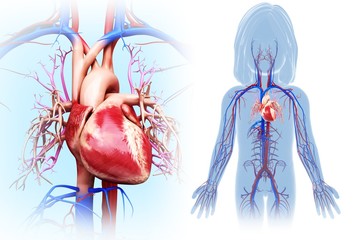 Child's heart, illustration