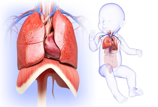 Baby's heart and lungs, illustration