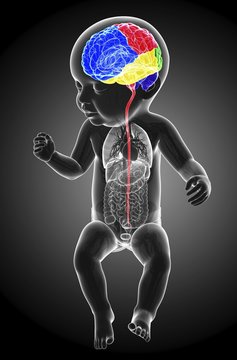 Illustration of baby's brain regions and spinal cord on black background