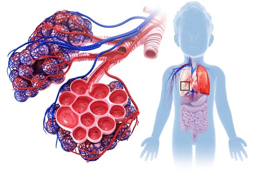 Child's alveoli and capillaries, illustration