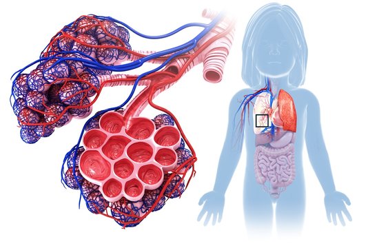 Child's alveoli and capillaries, illustration