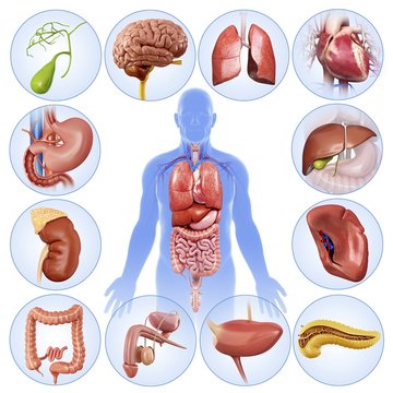 Illustration of man's internal organs on white background