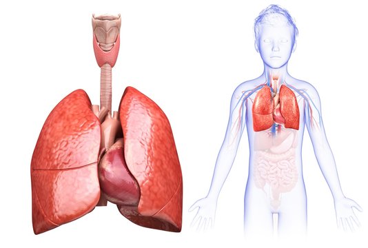 Child's heart and lungs, illustration