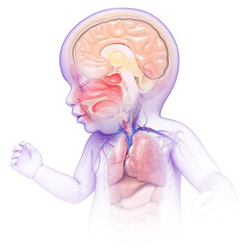 Illustration of baby's head and chest anatomy on white background