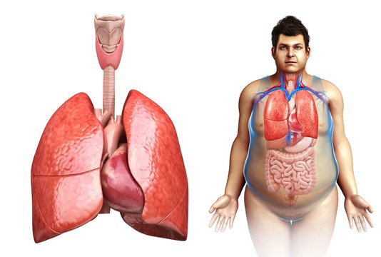 Male lung anatomy, illustration
