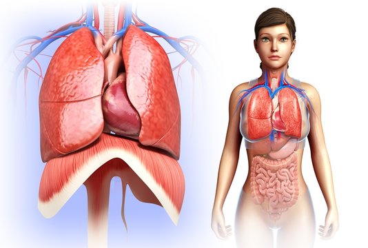Female heart and lungs, illustration