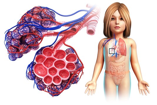 Child's alveoli and capillaries, illustration