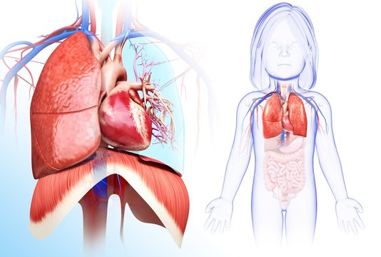 Child's heart-lung system, illustration