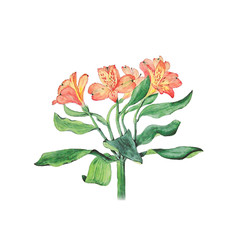 Botanical watercolor illustration of alstroemeria flowers isolated on white background with description