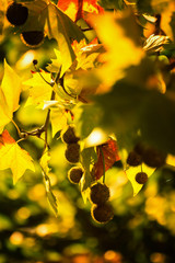 Platanus seeds in a round ball