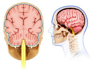 Illustration of human brain anatomy on white background