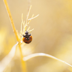 Ladybug on dried asparagus plant
