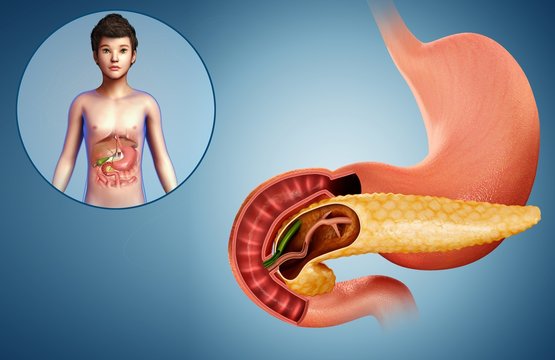 Child's pancreas and duodenum, illustration