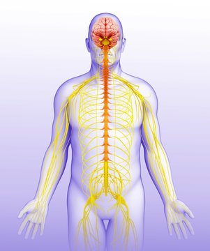 Illustration of man's brain and nervous system