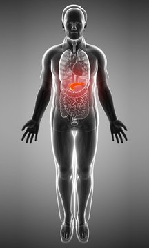 Male pancreas, illustration
