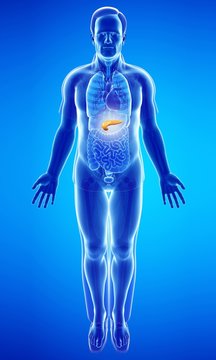 Male pancreas, illustration