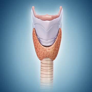 Thyroid gland and cartilage, illustration