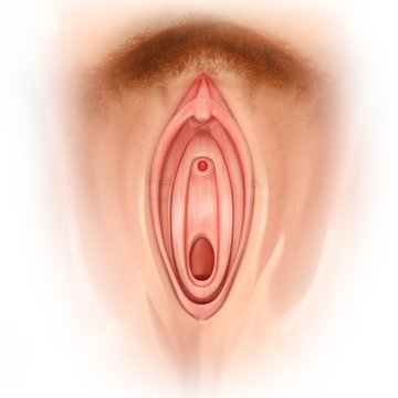 Female genitals, illustration