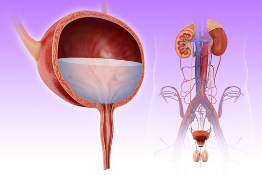 Male bladder and urinary system, illustration
