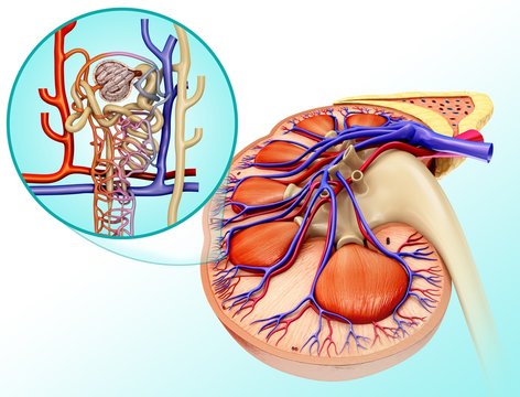 Nephron structure and kidney anatomy, illustration