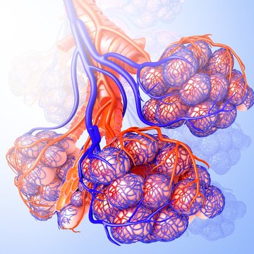 Alveoli and capillaries, illustration