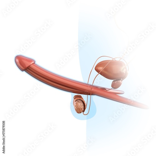 picture of erect penis Picture of erect penis