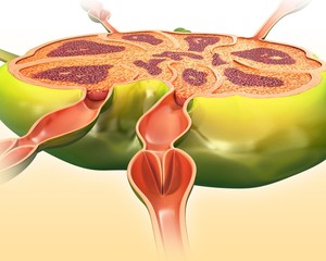Lymph node structure, illustration