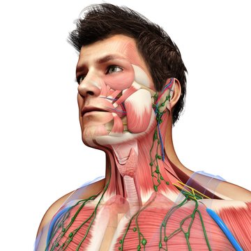 Male head and chest anatomy, illustration