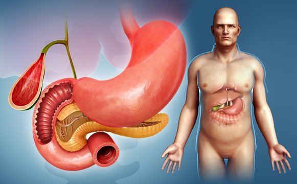 Male digestive system organs, illustration