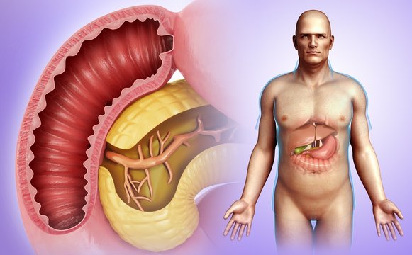 Male pancreas and duodenum, illustration