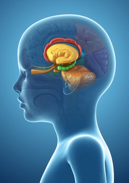 Illustration of child's brain structure