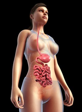 Female stomach and small intestine, illustration