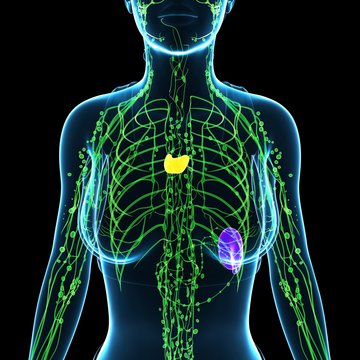Female lymphatic system, illustration