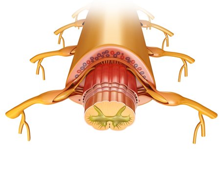 Spinal cord cross-section, illustration