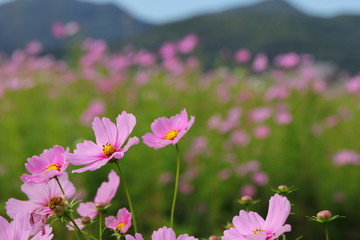 Obraz premium Cosmos field