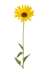 One yellow flower, isolated on white background