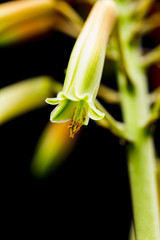 Aloe vera flower with details and dark background
