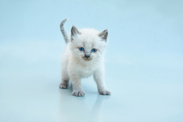 Cute Balinese kitten playing on a gray background © yura2087
