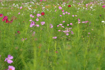 Cosmos field