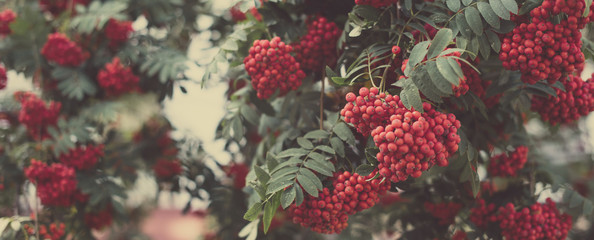 Rowan berries on a bush, autumn or fall background, long format for web design, selective focus, shallow depth of field, toned image - obrazy, fototapety, plakaty