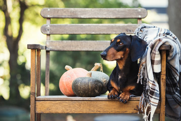Dachshund, pure bred miniature dog siting on a chair, pumpkins, autumn or fall blanket, selective...