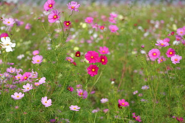 Fototapeta premium Cosmos field