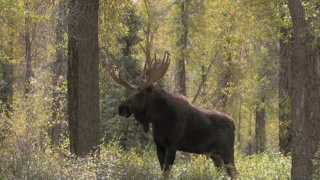 Bull Moose in the Fall Rut