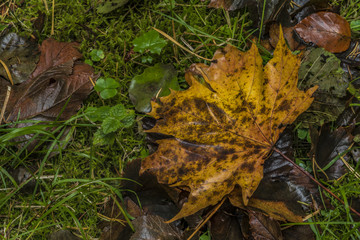 Color leafs on green ground in autumn day