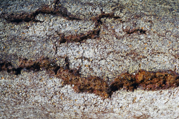 close-up of a crust of bread