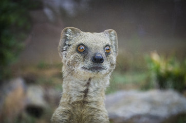 meerkat suricata suricatta portrait