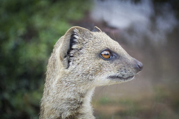 meerkat suricata suricatta portrait