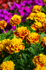 A group of yellow round flowers in a flowerbed.